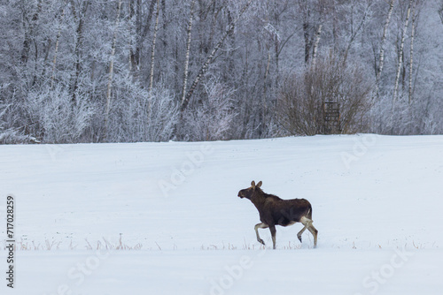 Moose walking in the snow covered field at Winter