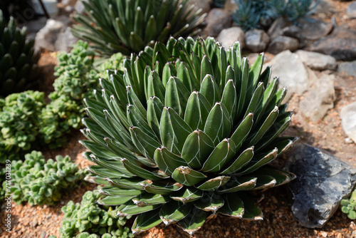 Fototapeta Naklejka Na Ścianę i Meble -  Agave Queen Victoria (Agave Victoriae-Reginae T.Moore) plant growing in the garden