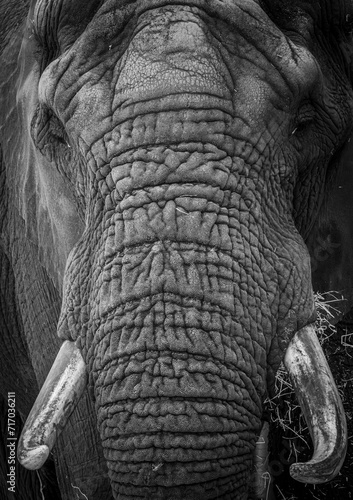 Detailed trunk of an African elephant in black and white. 