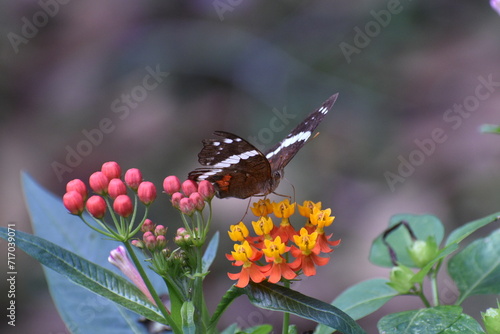 Mariposa (Anartia fatima) alimentándose, el 23 de octubre de 2021, Cuernavaca, México photo