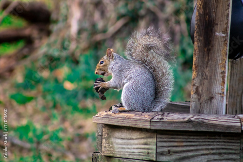 a grey squirrel eating a walnut