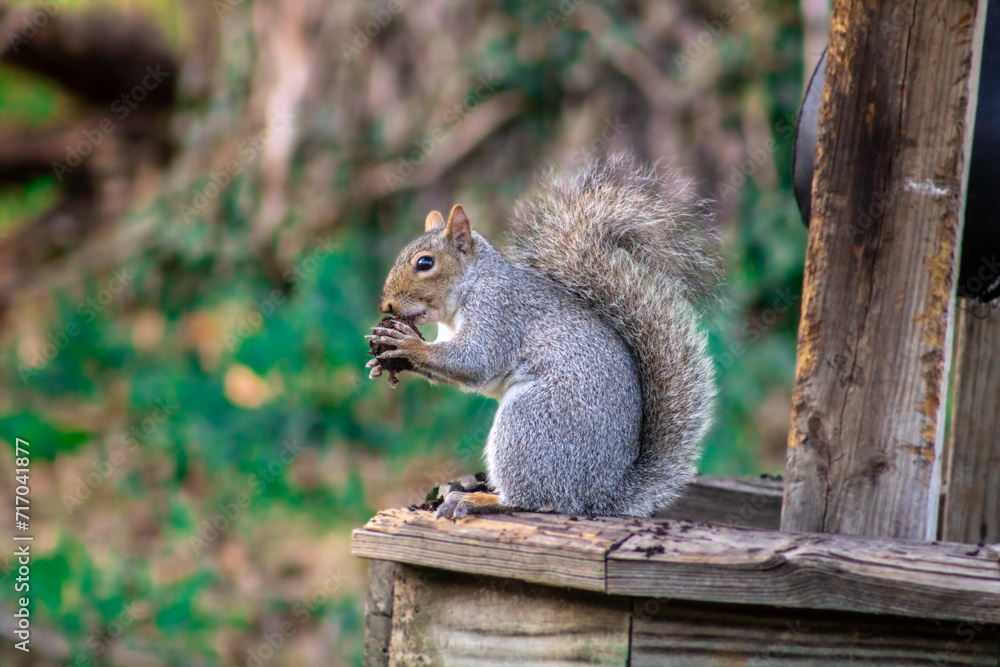 a grey squirrel eating a walnut a grey squirrel eating a walnut