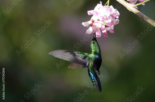 Green throated carib hummingbird hovering and feeding under soft pink flowersä photo