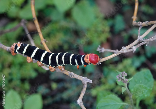 frangipani hawkmoth caterpillar crawling on a twig