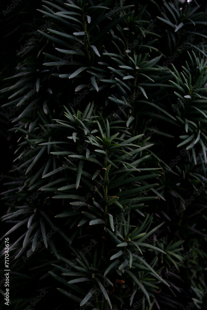 Christmas tree branches. Background and texture Christmas tree branches. Background and texture