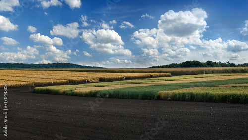 panoramic view of a field divided into sectors with different types of cereals