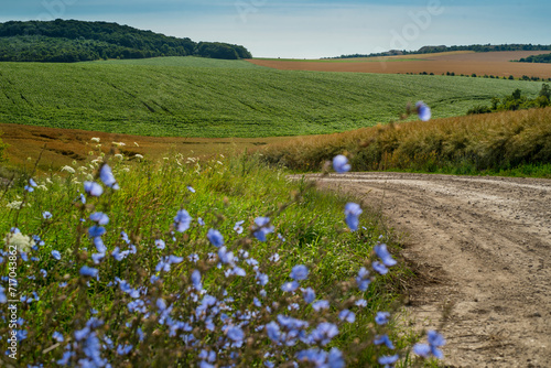 hills ripe canola and green soybeans fields through blue chicory flowers