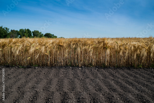 ripe ears and a cultivated part of the soil in the foreground