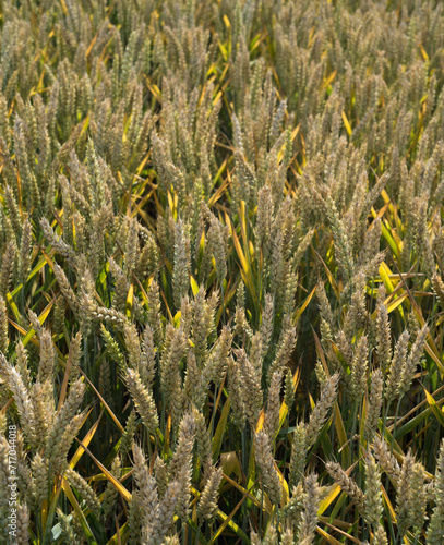 view of a field with ripening ears of wheat