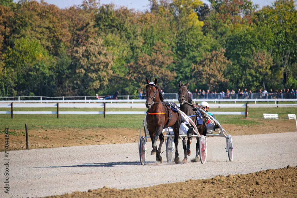 Harness horse racing, Horse trotter breed in motion Harness horse racing, Horse trotter breed in motion