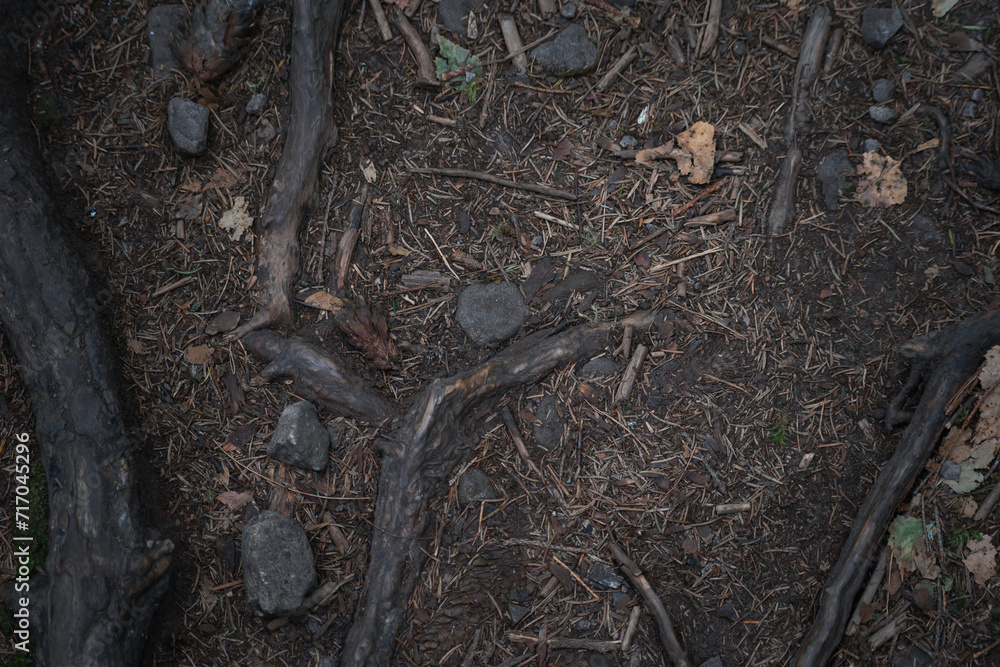 Fototapeta premium earth texture in the forest