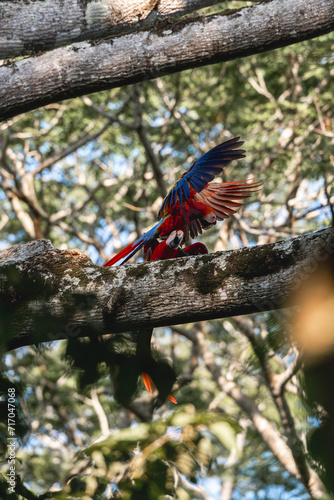 Two scarlet macaw birds sitting in a tree flapping their wings and arguing  © PIC by Femke