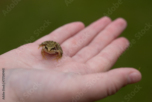 holding a frog  © scott