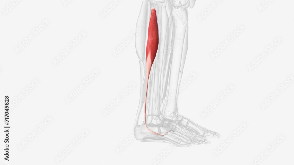 In human anatomy, the fibularis longus is a superficial muscle in the lateral compartment of the leg. In human anatomy, the fibularis longus is a superficial muscle in the lateral compartment of the leg.