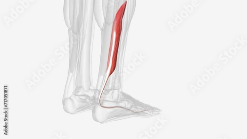 The flexor hallucis longus muscle (FHL) attaches to the plantar surface of phalanx of the great toe and is responsible for flexing that toe. photo