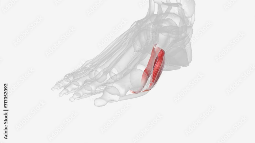 The primary function of the flexor hallucis brevis is flexion of the great toe at the metatarsophalangeal joint . The primary function of the flexor hallucis brevis is flexion of the great toe at the metatarsophalangeal joint .