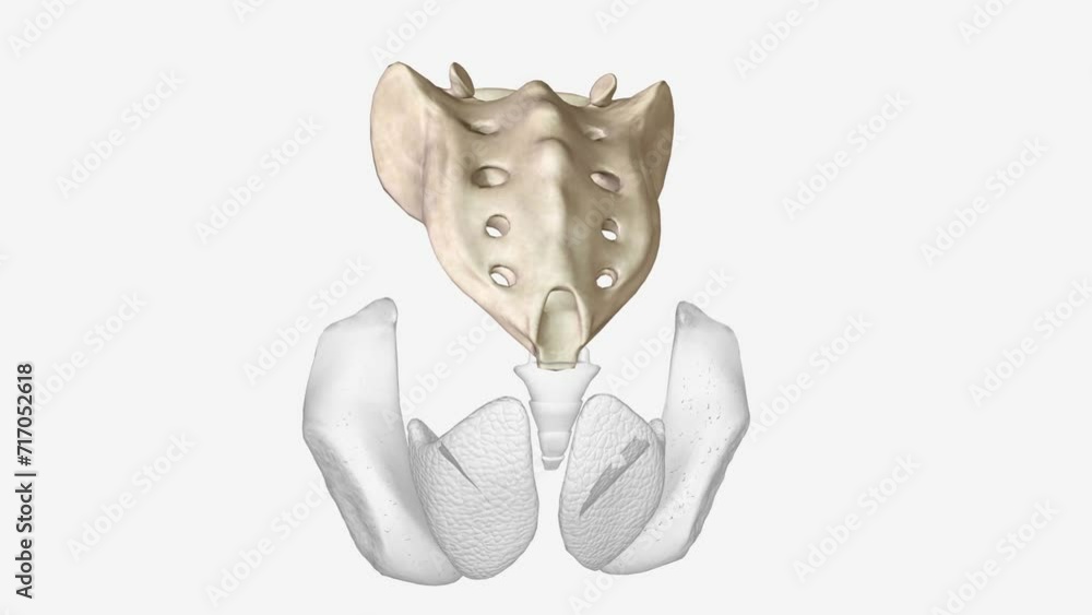 The sacrum is the triangular bone just below the lumbar vertebrae . The ...
