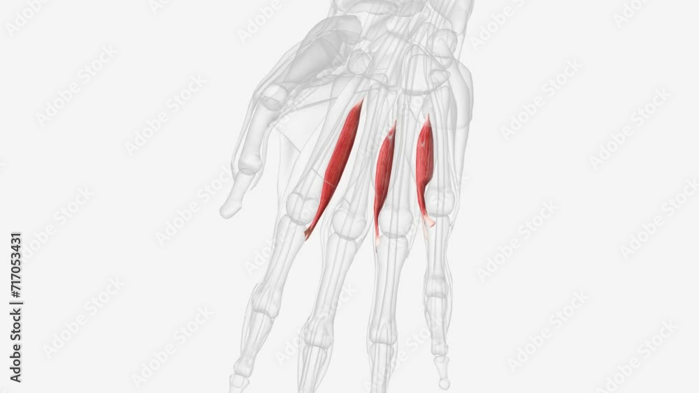 Palmar interosseous muscles of right hand . Palmar interosseous muscles of right hand .