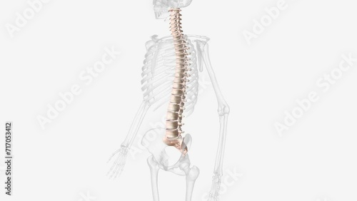 The vertebral column is a series of approximately 33 bones called vertebrae, which are separated by intervertebral discs .