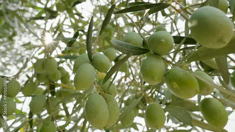 Olives on branch closeup growing on an olive tree in Mediterranean in Greece in summer gently swinging in wind slow motion in an agricultural garden.Olive oil. Cinematic view. Healthy eating concept Olives on branch closeup growing on an olive tree in Mediterranean in Greece in summer gently swinging in wind slow motion in an agricultural garden.Olive oil. Cinematic view. Healthy eating concept