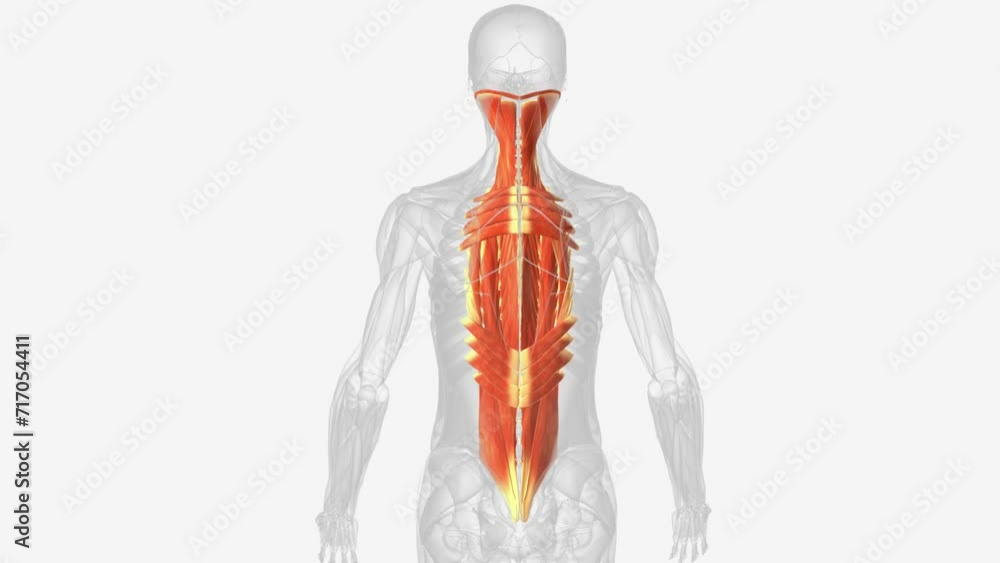 The muscles in the back are the trapezius, rhomboids, latissimus dorsi