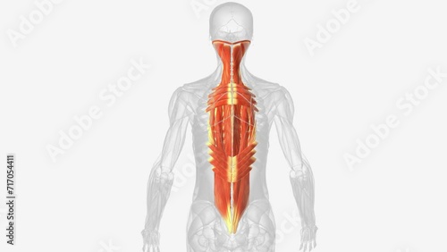 The muscles in the back are the trapezius, rhomboids, latissimus dorsi, erector spinae, multifidus, and quadratus lumborum. photo