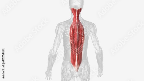 There are three intermediate intrinsic back muscles the iliocostalis, longissimus and spinalis.