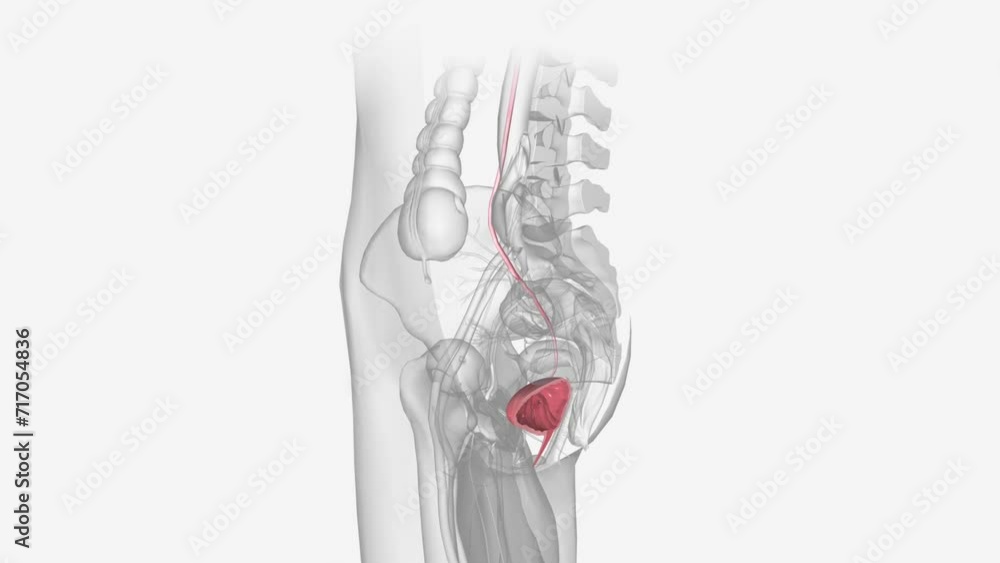The urinary system consists of the kidneys, ureters, urinary bladder ...