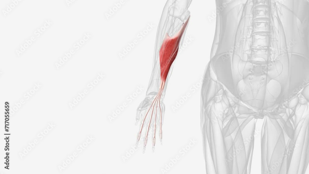 The flexor digitorum superficialis flexes the middle phalanges of the medial four digits at the proximal interphalangeal joints . The flexor digitorum superficialis flexes the middle phalanges of the medial four digits at the proximal interphalangeal joints .