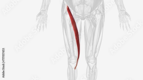 The sartorius muscle is the longest muscle in the human body . photo