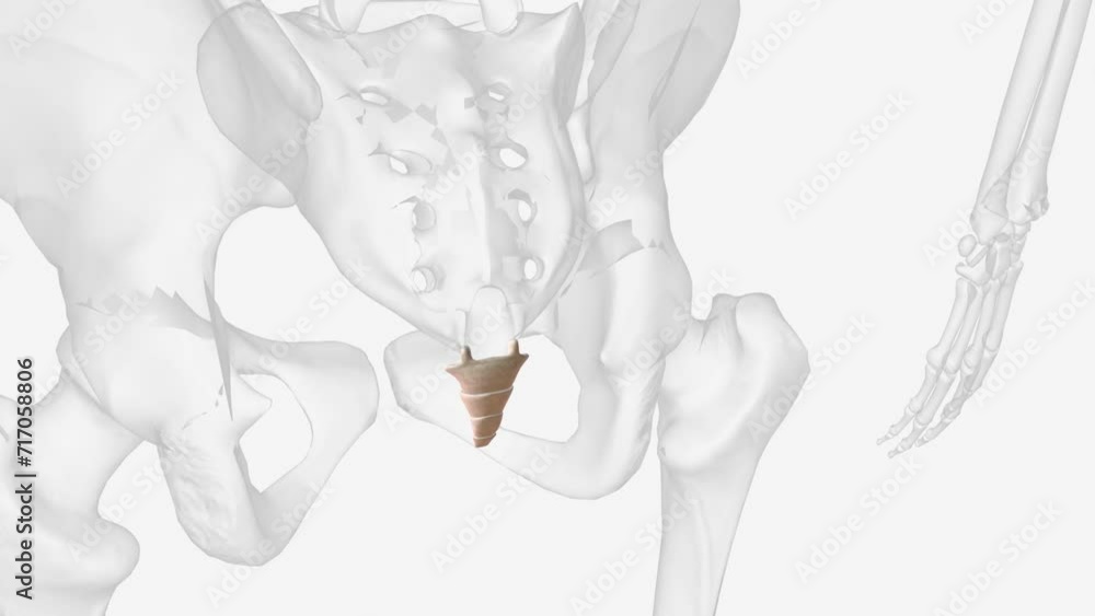 The coccyx, or tailbone, is a small triangle-shaped bone derived from ...