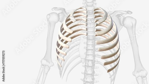 The true ribs include rib pairs 1-7, with each rib articulating posteriorly to the thoracic vertebrae and anteriorly to the sternum via costal cartilages photo