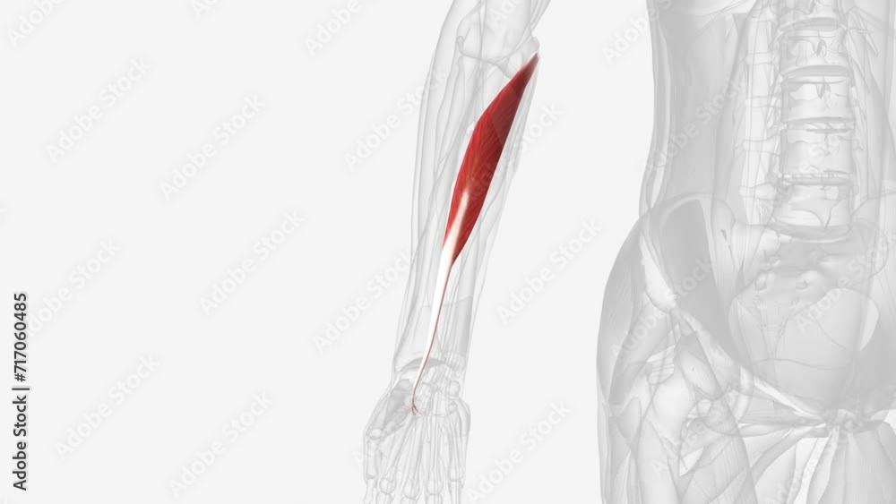 he flexor carpi radialis muscle is a long, superficial muscle of the forearm that belongs to the anterior muscle group and lies in the first layer. he flexor carpi radialis muscle is a long, superficial muscle of the forearm that belongs to the anterior muscle group and lies in the first layer.
