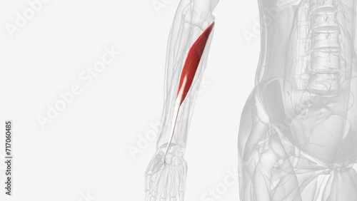 he flexor carpi radialis muscle is a long, superficial muscle of the forearm that belongs to the anterior muscle group and lies in the first layer.
