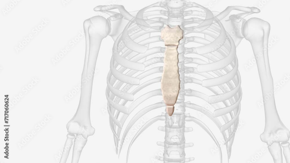 The sternum, often called the breast bone, is located at the midpoint of the anterior thorax and is composed of the manubrium, body, and xiphoid process The sternum, often called the breast bone, is located at the midpoint of the anterior thorax and is composed of the manubrium, body, and xiphoid process