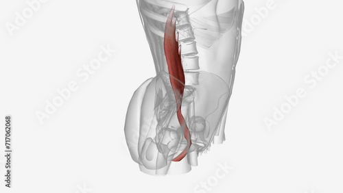 The psoas muscle is a paraspinal muscle located deep in the body, very close to the spine and the brim of the lesser pelvis.