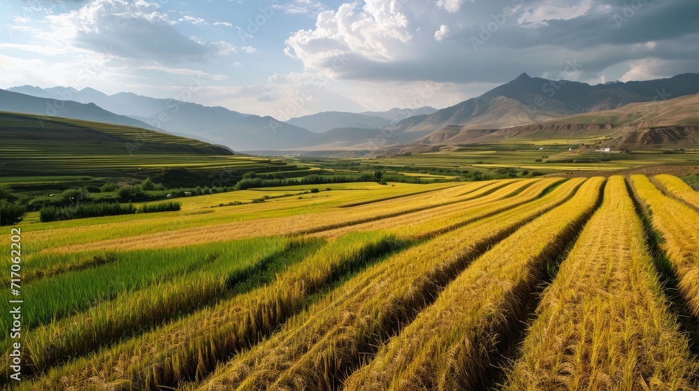 Rice field in the north of Iran