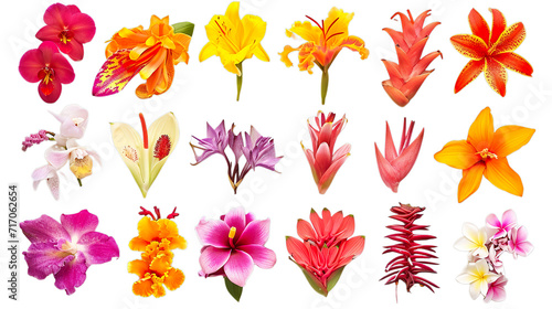 set of flowers, Collection of different colorful flowers, transparent background, isolated, png