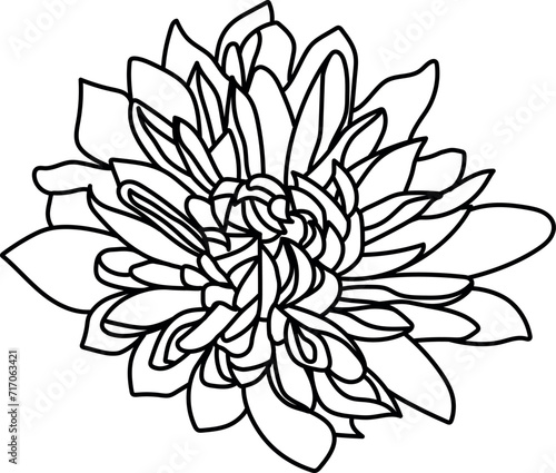 Black and white line illustration of chrysanthemum flowers on a white background. Flower chrysanthemum isolated on white