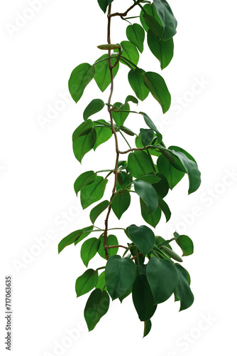 Hanging vine tropical rainforest plant with heart shaped green leaves of Rhaphidophora spp. forest vine plant
