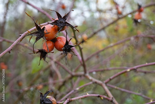 Rosehips - hips, fruits, berries of the Dog rose, Rosa canina - on a bush after the rain in the autumn - 2 - Vilnius, October 2023 © Unedited Photos