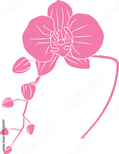 Orhid flower in a vector style isolated. Full name of the plant  orhid. Vector flower for background  texture  wrapper pattern  frame or border.