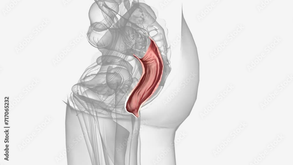 rectum is at the end of your colon and on the other side of your anal canal. rectum is at the end of your colon and on the other side of your anal canal.