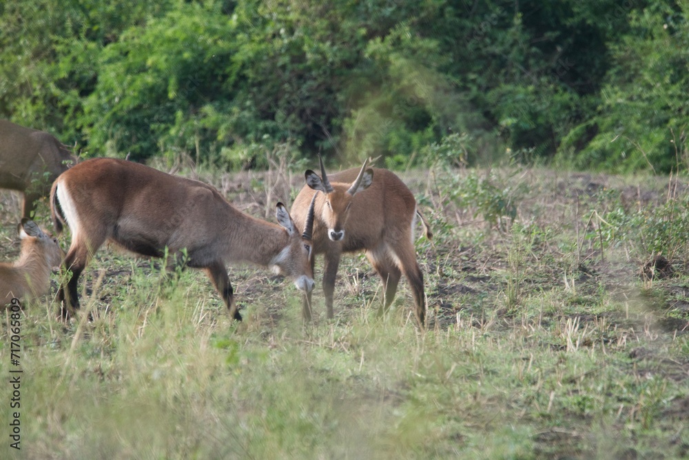 Fototapeta premium A herd of waterbucks