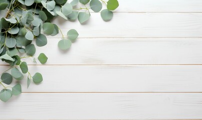 Eucalyptus and eucalyptus branches on white wooden background