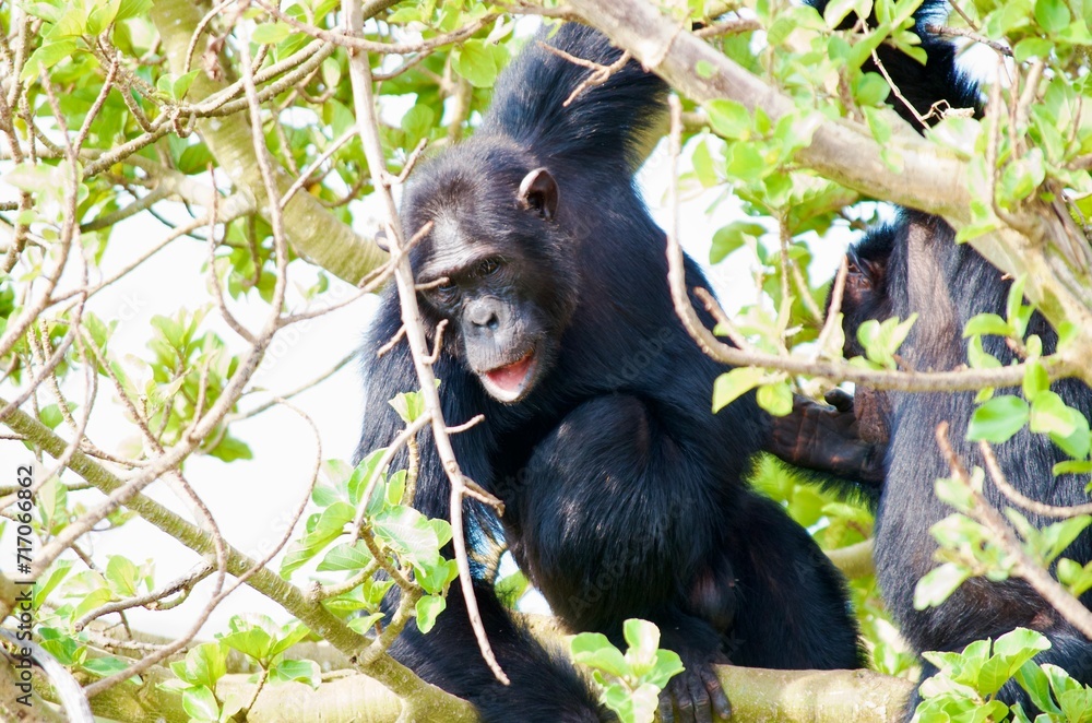 Obraz premium Chimpanzees sitting in a tree