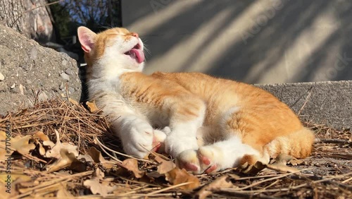A red street cat lies in the sun and bathes with pleasure. Close-up.