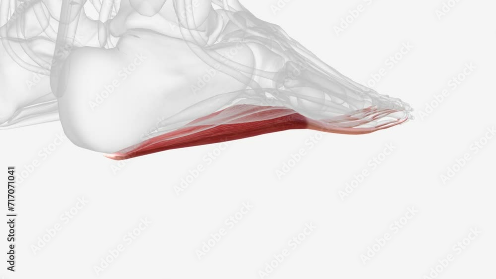 Flexor Digitorum Brevis is the central muscle of the superficial layer ...