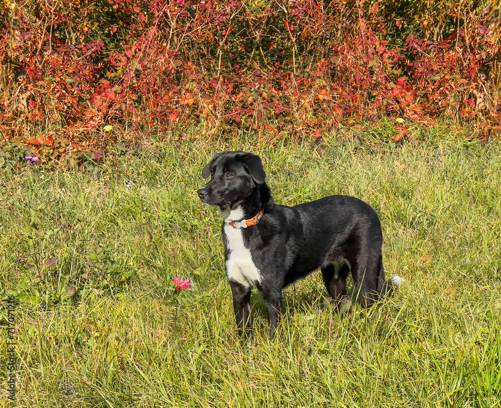 a black dog is standing in a field with red and orange trees