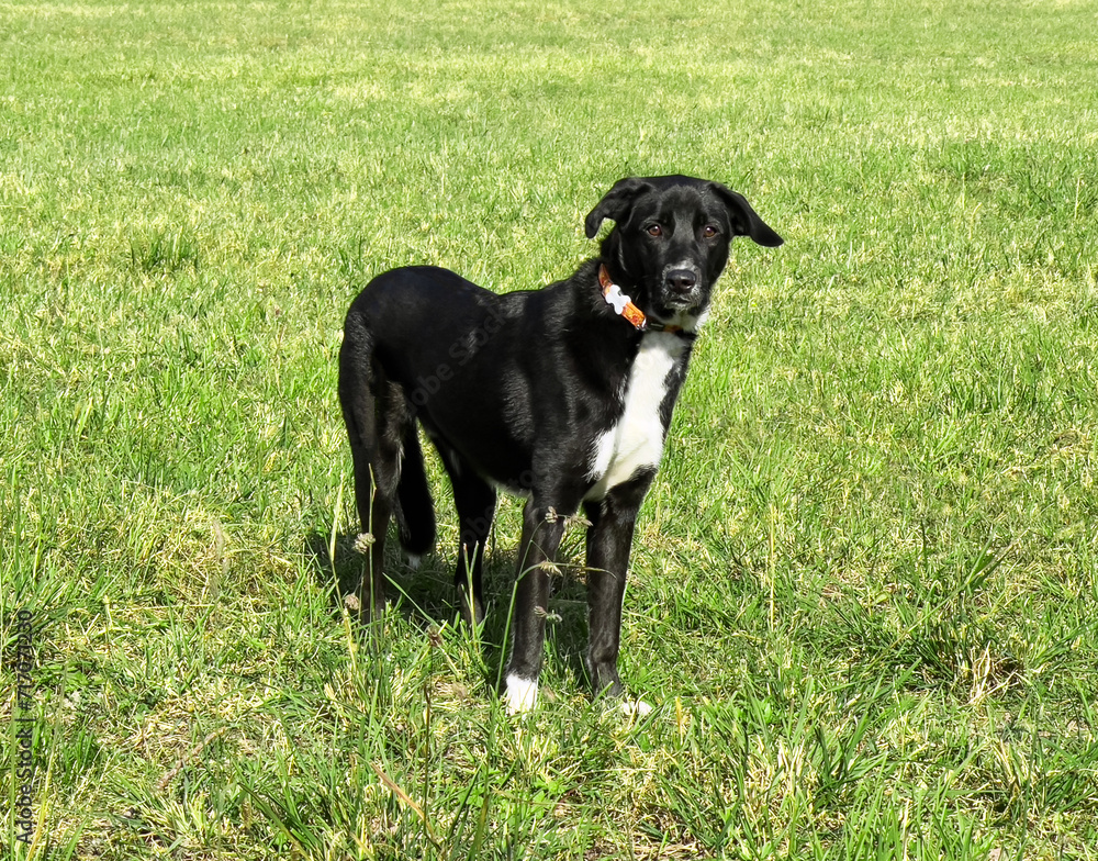 a black dog with a collar standing in a field